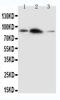 Amyloid-like protein 2 antibody, PA5-78796, Invitrogen Antibodies, Western Blot image 