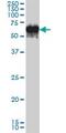 G3BP Stress Granule Assembly Factor 1 antibody, ab56574, Abcam, Western Blot image 