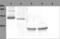 Spleen Associated Tyrosine Kinase antibody, LS-B1877, Lifespan Biosciences, Western Blot image 