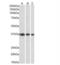 Apurinic/Apyrimidinic Endodeoxyribonuclease 1 antibody, NB100-897, Novus Biologicals, Western Blot image 
