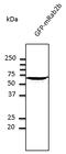 Ras-related protein Rab-2A antibody, LS-C204231, Lifespan Biosciences, Western Blot image 