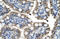 TOX High Mobility Group Box Family Member 2 antibody, ARP30008_P050, Aviva Systems Biology, Immunohistochemistry frozen image 