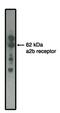 Adrenoceptor Alpha 2B antibody, MBS395123, MyBioSource, Western Blot image 