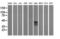 T-cell surface glycoprotein CD1c antibody, LS-C337874, Lifespan Biosciences, Western Blot image 