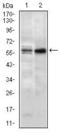 G Protein Nucleolar 3 antibody, GTX60706, GeneTex, Western Blot image 