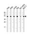 Ribosomal Protein L4 antibody, M05175, Boster Biological Technology, Western Blot image 