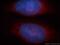 BAG family molecular chaperone regulator 1 antibody, 19064-1-AP, Proteintech Group, Immunofluorescence image 