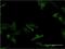 Glypican 5 antibody, H00002262-M02, Novus Biologicals, Immunocytochemistry image 