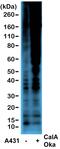 Phosphothreonine antibody, MA5-27976, Invitrogen Antibodies, Western Blot image 