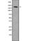 Glutamine And Serine Rich 1 antibody, abx218098, Abbexa, Western Blot image 