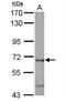 EH Domain Containing 4 antibody, NBP2-16288, Novus Biologicals, Western Blot image 