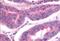 TAO Kinase 1 antibody, NLS6871, Novus Biologicals, Immunohistochemistry paraffin image 