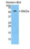 Hydroxysteroid 17-Beta Dehydrogenase 12 antibody, LS-C302744, Lifespan Biosciences, Western Blot image 