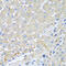 Pro-Platelet Basic Protein antibody, 18-389, ProSci, Immunohistochemistry frozen image 