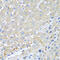 CTAP-III antibody, 18-389, ProSci, Immunohistochemistry frozen image 