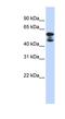 EH Domain Containing 4 antibody, NBP1-54872, Novus Biologicals, Western Blot image 