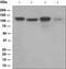 Damage Specific DNA Binding Protein 1 antibody, ab109027, Abcam, Western Blot image 