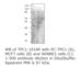 Two Pore Segment Channel 1 antibody, TPC1-101AP, FabGennix, Western Blot image 