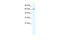 Cullin 5 antibody, 28-246, ProSci, Enzyme Linked Immunosorbent Assay image 