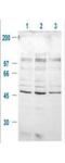 Glycogen Synthase Kinase 3 Beta antibody, TA319263, Origene, Western Blot image 