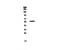 FGR Proto-Oncogene, Src Family Tyrosine Kinase antibody, LS-C662941, Lifespan Biosciences, Western Blot image 