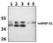 Heterogeneous Nuclear Ribonucleoprotein A1 antibody, PA5-75279, Invitrogen Antibodies, Western Blot image 