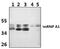 Heterogeneous Nuclear Ribonucleoprotein A1 antibody, PA5-75279, Invitrogen Antibodies, Western Blot image 