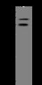 Hepatocyte Nuclear Factor 4 Alpha antibody, 100433-T32, Sino Biological, Western Blot image 