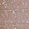 Netrin 1 antibody, HPA056419, Atlas Antibodies, Immunohistochemistry paraffin image 