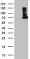 EPM2A Interacting Protein 1 antibody, TA501927, Origene, Western Blot image 