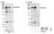 Inositol 1,4,5-Trisphosphate Receptor Type 3 antibody, NBP1-21400, Novus Biologicals, Western Blot image 