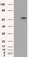 Glucose-6-Phosphate Isomerase antibody, LS-B11078, Lifespan Biosciences, Western Blot image 