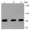 Heat Shock Protein Family A (Hsp70) Member 2 antibody, A03474, Boster Biological Technology, Western Blot image 