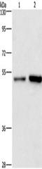 Synaptotagmin 4 antibody, TA349443, Origene, Western Blot image 
