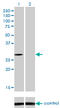 NAD(P)H Quinone Dehydrogenase 1 antibody, LS-C197049, Lifespan Biosciences, Western Blot image 