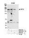 Kinesin Family Member 14 antibody, NB100-254, Novus Biologicals, Western Blot image 