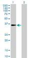 Centromere Protein H antibody, H00064946-B01P, Novus Biologicals, Western Blot image 