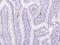 Neurotensin/neuromedin N antibody, 207200-T08, Sino Biological, Immunohistochemistry frozen image 