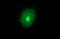 Matrix Metallopeptidase 13 antibody, LS-C788264, Lifespan Biosciences, Immunofluorescence image 