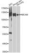 Melanoma Cell Adhesion Molecule antibody, LS-C748943, Lifespan Biosciences, Western Blot image 