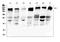 Roundabout Guidance Receptor 1 antibody, A01530-2, Boster Biological Technology, Western Blot image 