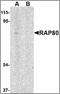 Receptor-associated protein 80 antibody, orb88390, Biorbyt, Western Blot image 