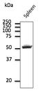 CD4 antibody, AB0091-200, Origene, Western Blot image 