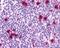 Unr antibody, NLS5021, Novus Biologicals, Immunohistochemistry frozen image 