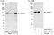 Ankyrin repeat and IBR domain-containing protein 1 antibody, A301-368A, Bethyl Labs, Western Blot image 