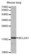 BCL2 Related Protein A1 antibody, abx000565, Abbexa, Western Blot image 