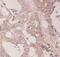 Sec1 Family Domain Containing 2 antibody, FNab07630, FineTest, Immunohistochemistry frozen image 