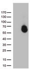 Glypican 1 antibody, LS-C792983, Lifespan Biosciences, Western Blot image 