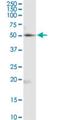 RuvB Like AAA ATPase 2 antibody, H00010856-M01, Novus Biologicals, Western Blot image 