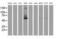 TUB Like Protein 3 antibody, MA5-25831, Invitrogen Antibodies, Western Blot image 